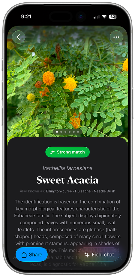 Naturebook app mockup showing sweet acacia observation details